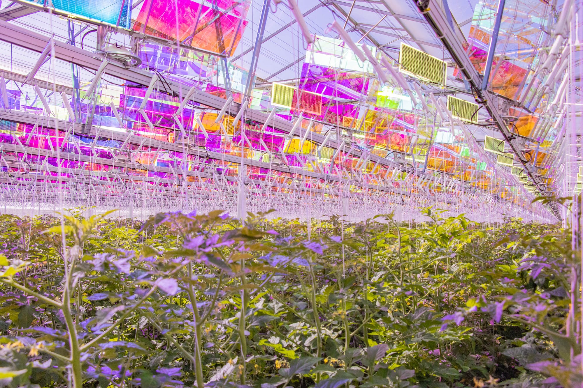 How Voltiris transforms greenhouses into solar power plants without penalizing crops